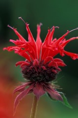 monarda_didyma_tgb_lg
