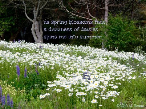 Dizziness of Daisies.jpg