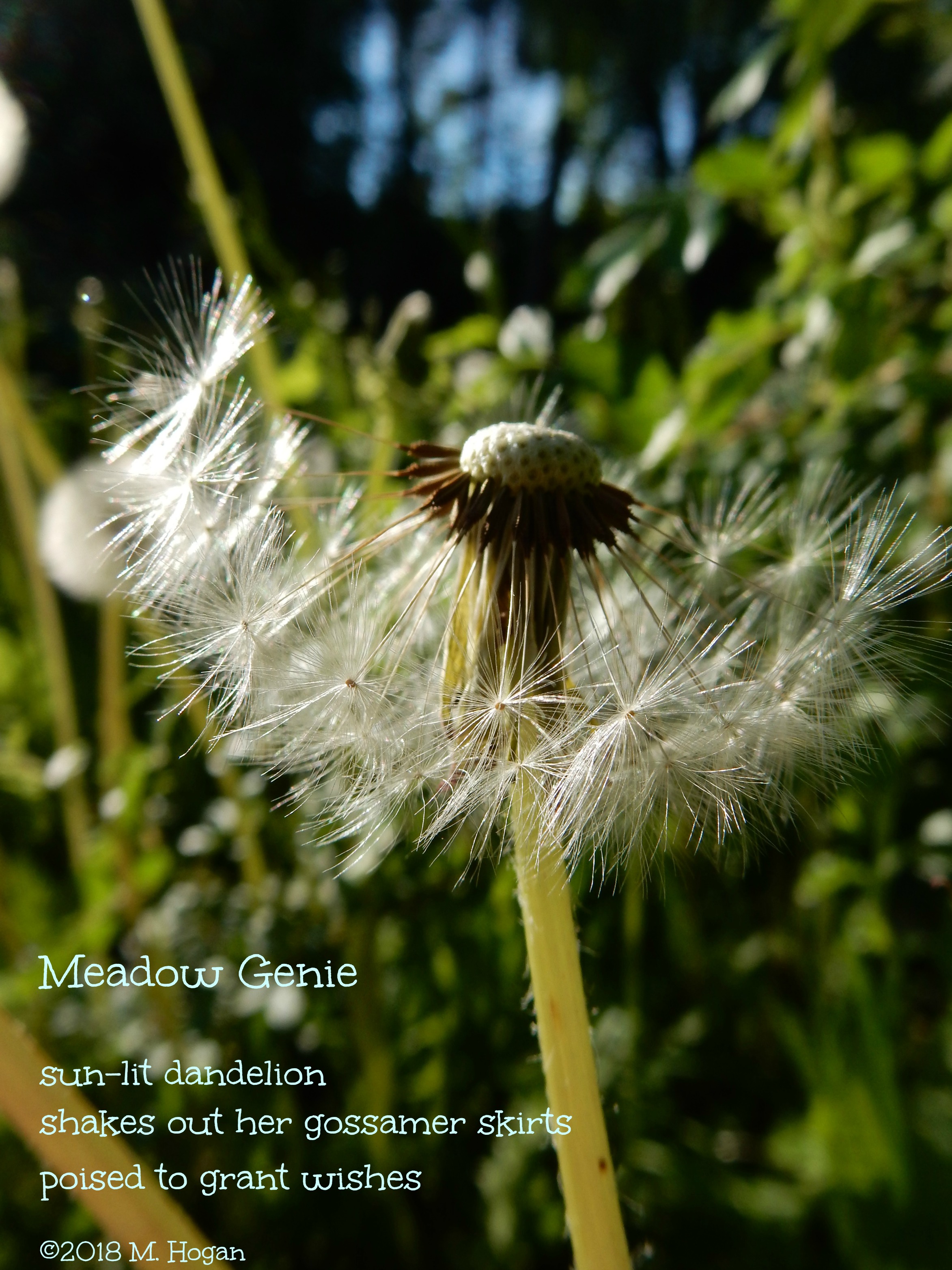 Meadow Genie.jpg