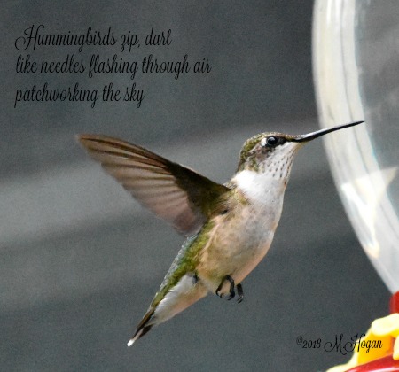 Hummingbirds.jpg