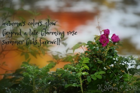 Late Blooming Rose2.jpg