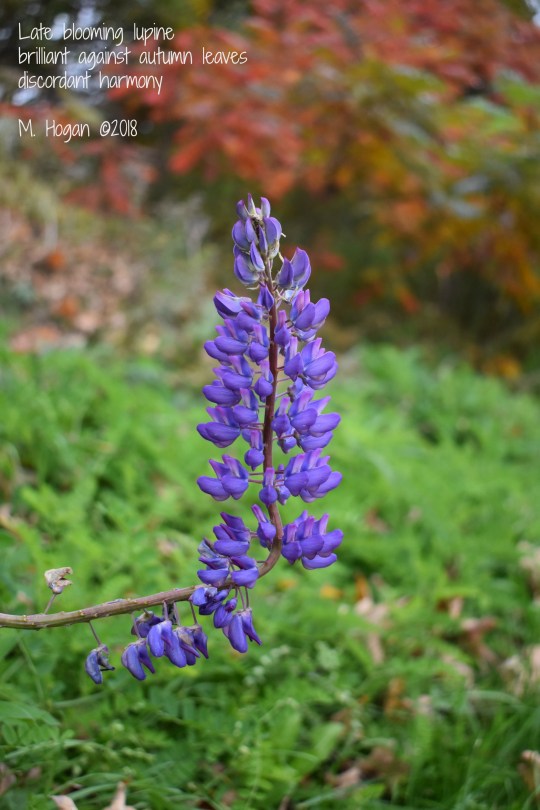 lupine.jpg