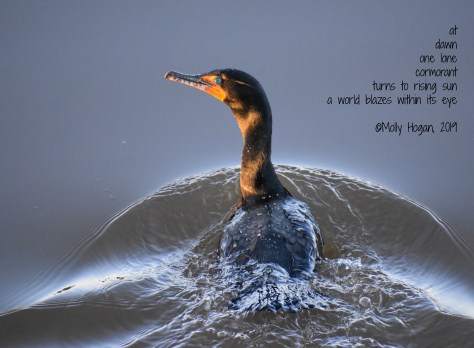 cormorant.jpg