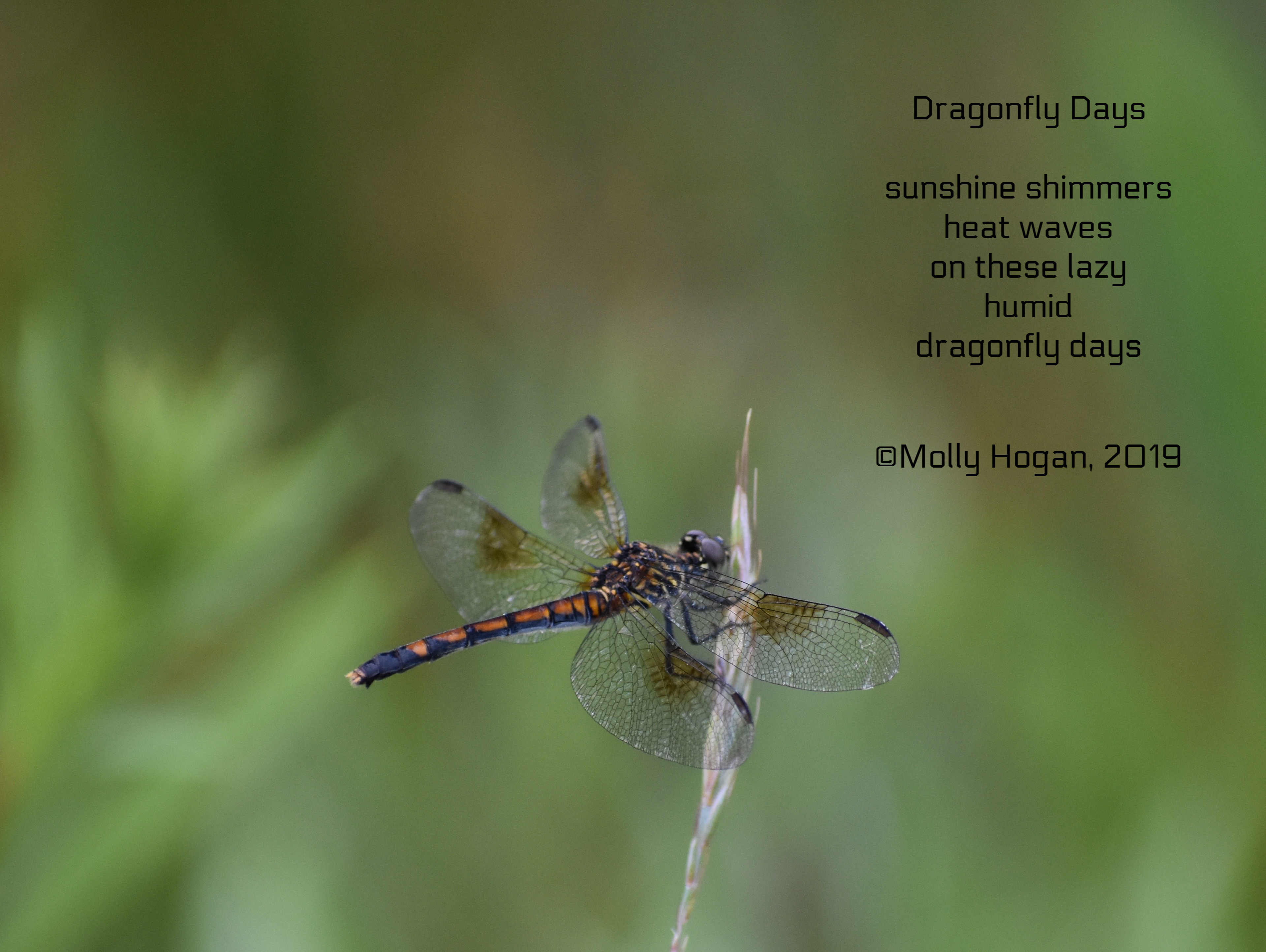 dragonfly