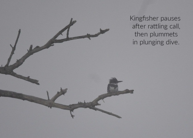 closer kingfisher (1)