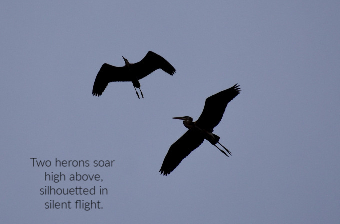 dual herons (1)