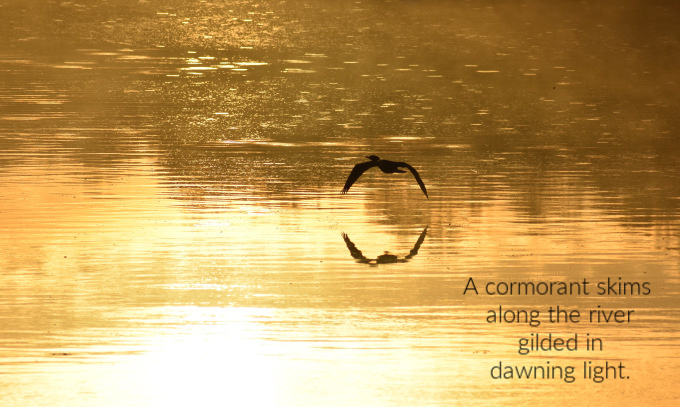 gilded cormorant (1)