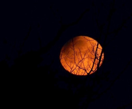 moon tracery (1).jpg