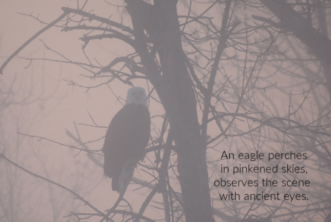 pink sky eagle (1)