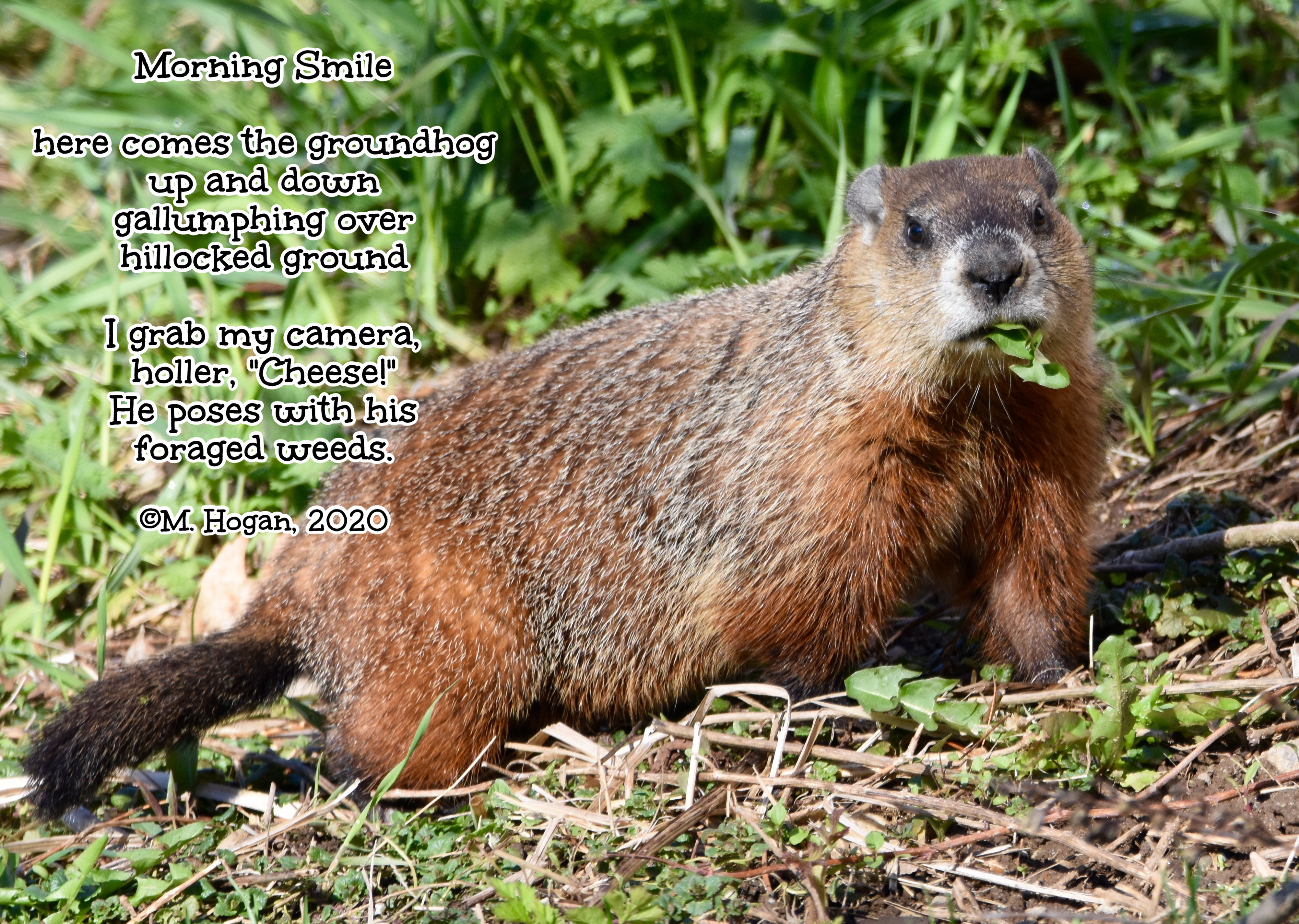 groundhog.jpg